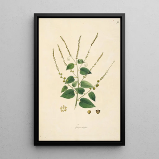 William Roxburgh - Plants of the coast of Coromandel Pl098.webp