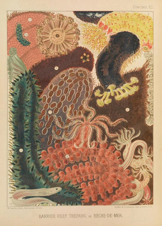 William SavilleKent - Barrier Reef Trepang.webp