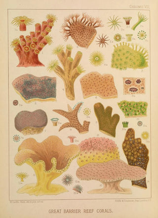 William SavilleKent - Great Barrier Reef Corals II.webp